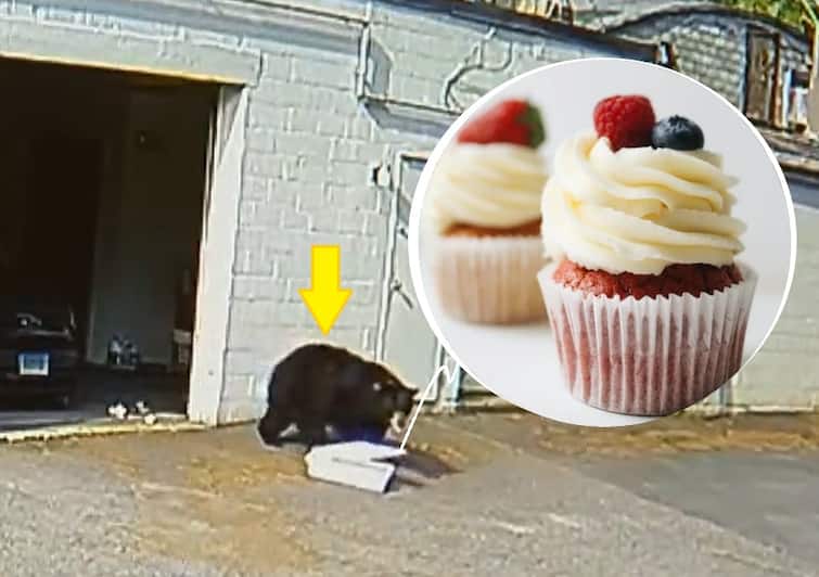 Watch: Hungry bear enters the shop, scares the employees, takes away the box of Cupcakes, eats the cake, video goes viral