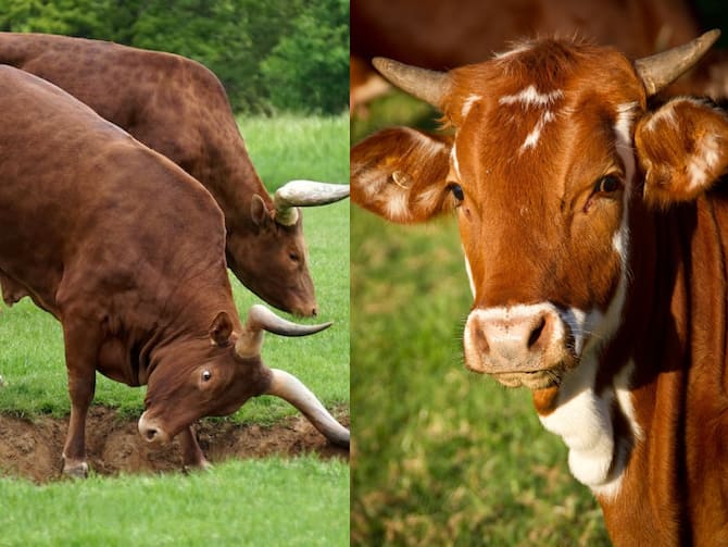 Difference Between Ox And Bull Know How Calf Born From The, 50% OFF
