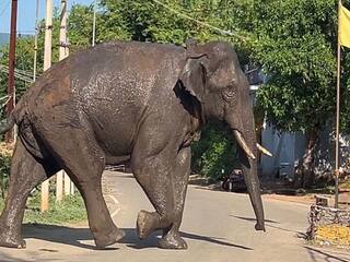 Theni: ஊருக்குள் புகுந்த அரிக்கொம்பன்; கம்பம் நகரில் 144 தடை  - ஆட்சியர் உத்தரவு