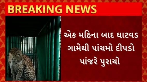 Gir Somnath : ગીર સોમનાથના ઘટવડ ગામેથી પાંચમો દીપડો પાંજરે પુરાયો