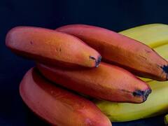Red Banana: पीले और हरे केले से ज्यादा फायदेमंद होता है 'लाल केला', इन बीमारियों से जूझ रहे मरीजों को जरूर खाना चाहिए ये फल
