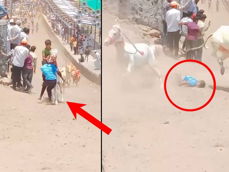 Pune News The life of a man who was watching the race saved by the bullock pair in Khed Pune News : बारी अडवून उभ्या राहिलेल्या शौकिनाला घोडीची धडक, बैलजोडीने प्रसंगावधान दाखवले नसते, तर....