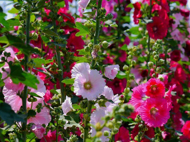 ये है वो खेती, जो हर किसी को कुछ ही महीनों में बना देती है अमीर, जानिए कैसे होता है मुनाफा Cultivation of Gulkhaira will make you rich in a few months know how it is cultivated ये है वो खेती, जो हर किसी को कुछ ही महीनों में बना देती है अमीर, जानिए कैसे होता है मुनाफा