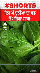 Viral News । ਇਹ ਐ ਦੁਨੀਆ ਦਾ ਸਭ ਤੋਂ ਮਹਿੰਗਾ ਸਾਗ!