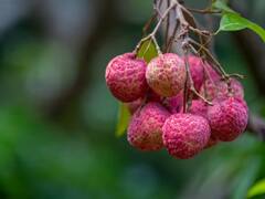 लीची के वो फायदे जिससे अब तक थे आप अनजान...जानने के लिए पढ़ें पूरी खबर