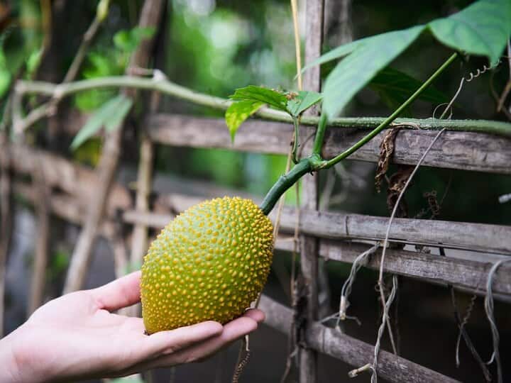 These 5 problems can be solved by jackfruit know how to make it a part of the diet कटहल से हल हो सकती है आपकी ये 5 समस्याएं... जान लीजिए कैसे बनाना है डाइट का हिस्सा