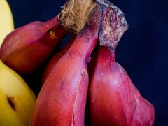 Red Banana: पीले और हरे केले से ज्यादा फायदेमंद होता है 'लाल केला', इन बीमारियों से जूझ रहे मरीजों को जरूर खाना चाहिए ये फल