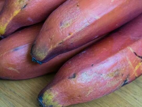 Red Banana: ਕੇਲਾ ਸਿਹਤ ਲਈ ਬਹੁਤ ਹੀ ਫਾਇਦੇਮੰਦ ਫਲ ਮੰਨਿਆ ਜਾਂਦਾ ਹੈ। ਕਿਉਂਕਿ ਇਸ ਵਿੱਚ ਕਈ ਜ਼ਰੂਰੀ ਪੋਸ਼ਕ ਤੱਤਾਂ ਦੀ ਮੌਜੂਦਗੀ ਪਾਈ ਜਾਂਦੀ ਹੈ। ਤੁਸੀਂ ਹਰੇ ਤੇ ਪੀਲੇ ਕੇਲੇ ਦੇਖੇ ਹੋਣਗੇ ਪਰ ਕੀ ਤੁਸੀਂ ਕਦੇ ਲਾਲ ਰੰਗ ਦਾ ਕੇਲਾ ਦੇਖਿਆ ਹੈ?