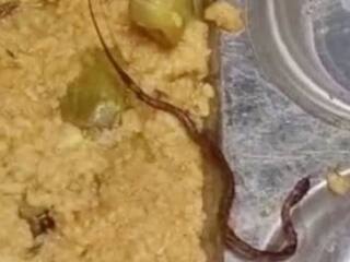 Snake found dead in midday meal served at a government school in Bihar Bihar: அரசு பள்ளியில் வழங்கப்பட்ட உணவில் இறந்து கிடந்த பாம்பு...குழந்தைகளுக்கு வாந்தி, மயக்கம்..! என்ன ஆனது?