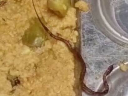 Snake found dead in midday meal served at a government school in Bihar Bihar: அரசு பள்ளியில் வழங்கப்பட்ட உணவில் இறந்து கிடந்த பாம்பு...குழந்தைகளுக்கு வாந்தி, மயக்கம்..! என்ன ஆனது?