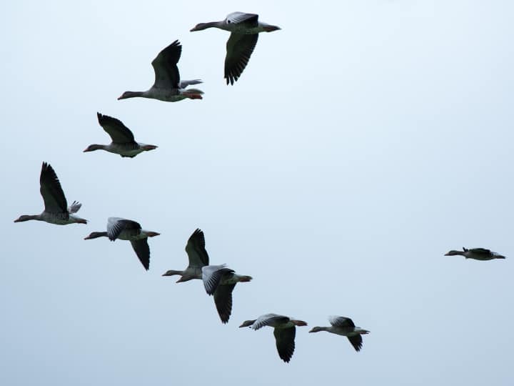 Why does a flock of birds fly in the sky in the shape of V know the reason behind this आसमान में पक्षियों का झुंड 'V' की शेप में क्यों उड़ता है? बेहद खास है इसके पीछे की वजह