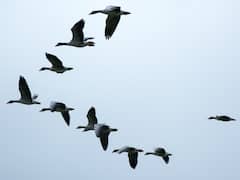 आसमान में पक्षियों का झुंड 'V' की शेप में क्यों उड़ता है? बेहद खास है इसके पीछे की वजह