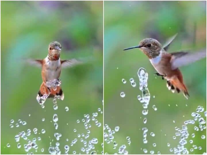 Humming bird seen soaking itself in water coming out of  fountain to avoid heat चिलचिलाती गर्मी से बचने के लिए बर्ड ने लिया फव्वारे का सहारा, वीडियो से नहीं हटेंगी नजरें