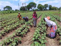 बालोद जहां सामूहिक खेती ने हजारों महिलाओं को दिया रोजगार, उगाती हैं लाखों की फल-सब्जियां