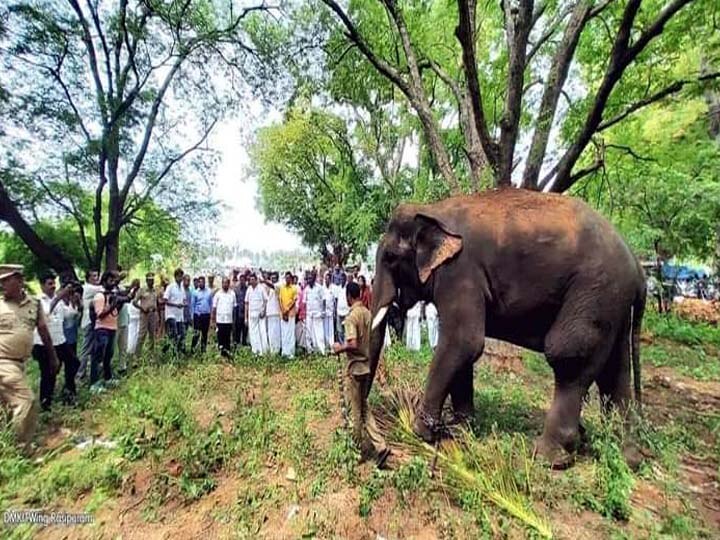 தேனி: அரிகொம்பனை பிடிக்க கம்பம் வந்துள்ள 3 கும்கி யானைகள்; யானையை பிடிப்பதில் வனத்துறைக்கு சவால்