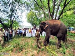 தேனி: அரிகொம்பனை பிடிக்க கம்பம் வந்துள்ள 3 கும்கி யானைகள்; யானையை பிடிப்பதில் வனத்துறைக்கு சவால்