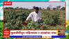 Saat Barachya Batmya  : हिंगोलीमध्ये  6  एकरात फुलशेतीचा प्रयोग, शेतकऱ्याचा यशस्वी प्रयोग :ABP Majha
