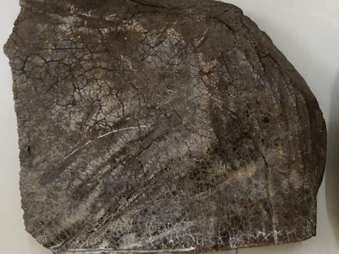 Whale fish vomit worth of rs six and a half crore seized in Mahabaleshwar four arrested including former corporator Satara Whale Vomit : महाबळेश्वरमध्ये साडेसहा कोटी किंमतीची व्हेल माशाची उलटी जप्त, माजी नगरसेवकासह चौघे अटकेत