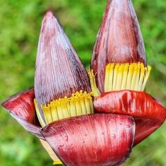 केले से भी ज्यादा फायदेमंद है इसका फूल...हम बता रहे हैं इसको खाने के फायदे