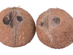 Nirjala Ekadashi 2023: निर्जला एकादशी पर घर लें आएं ये 5 शुभ चीजें, मां लक्ष्मी की कृपा से भरी रहेगी तिजोरी