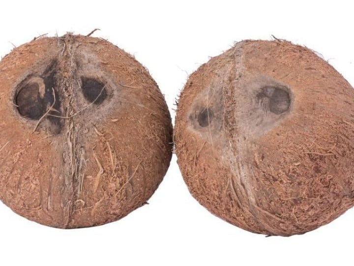 निर्जला एकादशी पर एकाक्षी नारियल को विधि विधान से घर या दुकान में स्थापित करना शुभ माना गया है. इसके प्रभाव से धन की कभी कोई कमी नहीं रहती. व्यापार फल-फूलता है.