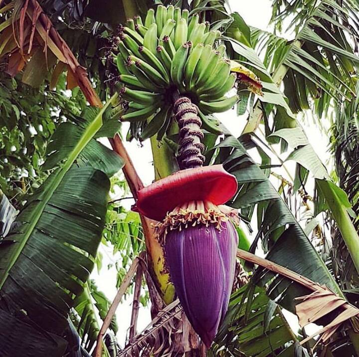 केले के फूल से हाई ब्लड प्रेशर को भी कंट्रोल किया जा सकता है.केले का फूल एंटी हाइपरटेंसिव एजेंट की तरह काम करता है जो की उच्च रक्तचाप को नियंत्रित कर सकता है.