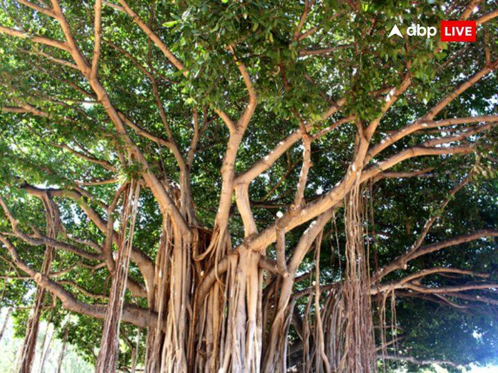 Jyeshtha purnima 2023: हिन्दू धर्म में ज्येष्ठ मास को बहुत ही महत्वपूर्ण माना जाता है और इस महीने के दान पुण्य और पूजा को तो प्रताप ही अलग है. मगर एक खास पेड़ की इस मास की अमावस्या और पूर्णिमा में पूजा करि जाती है. ये पेड़ है वट वृक्ष यानी की बड़ का पेड़.
