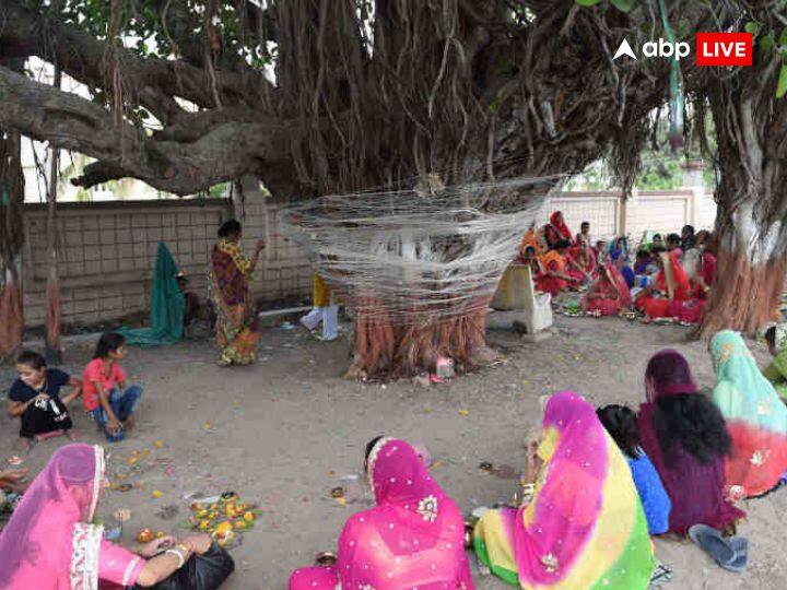 वट यानी की बड़ का पेड़ एक ऐसा पेड़ है जो की काफी मोठे तने वाला और छायादार होता है. इस विशालकाय पेड़ में कई पशु पक्षी अपना घर बनाते हैं और बहुत काम देखरेख के बावजूद इस पेड़ की टहनियां और फूल पत्ते पशु पक्षियों का पेट भरते हैं