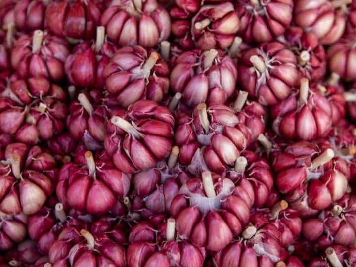 Pink Garlic Cultivation You will be surprised to know its specialty and benefits गुलाबी लहसुन है वरदान...खासियत और फायदे ऐसे की जानकर हैरान रह जाएंगे