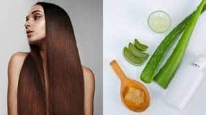 सुंदर आणि निरोगी केस  हवे आहेत? जाणून घ्या अॅलोवेरा लावण्याची योग्य पध्दत