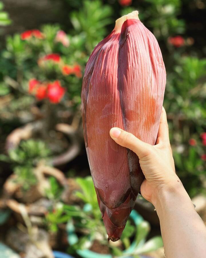 अगर आप केले के फूल का सेवन करते हैं तो इससे आपको वजन घटाने में मदद मिल सकती है. क्योंकि इसमें फाइबर की मात्रा होती है, जो कि आपको लंबे समय तक संतुष्ट रखती है. इसका काढ़ा, सब्जी या सूप बनाकर पिया जा सकता है.