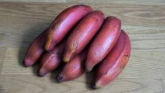 Red Banana : पिवळ्या आणि हिरव्या केळ्यांपेक्षा 'लाल केळी' आरोग्यासाठी जास्त फायदेशीर
