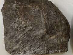 Whale Vomit : सिंधुदुर्गात तब्बल 10 कोटी 74 लाखांची व्हेल माशाची उलटी जप्त