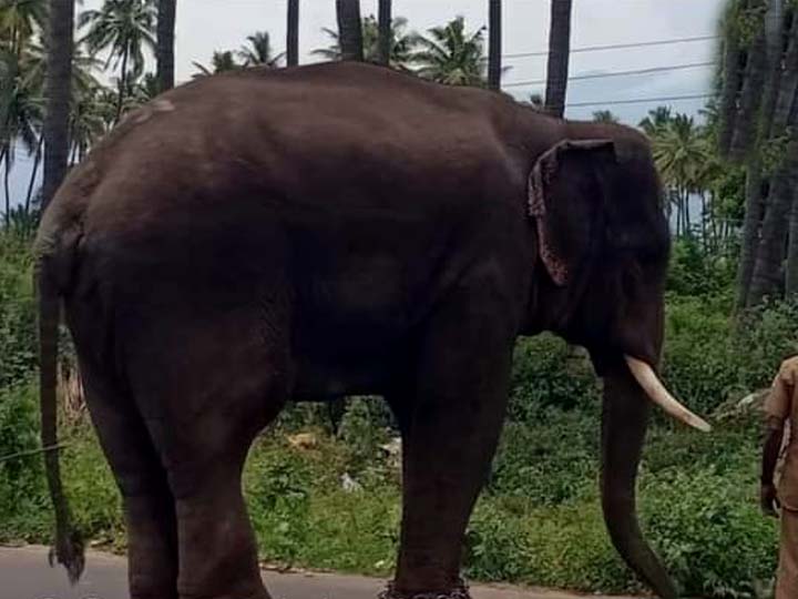 Arikomban Elephant: போக்கு காட்டி வரும்  அரிக்கொம்பன் யானை -  தீவிர கண்காணிப்பில் வனத்துறை