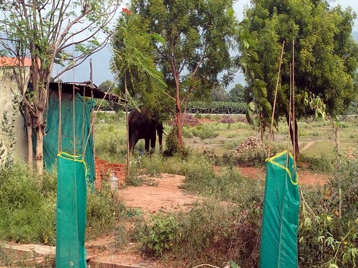 Arikomban Elephant: போக்கு காட்டி வரும்  அரிக்கொம்பன் யானை -  தீவிர கண்காணிப்பில் வனத்துறை