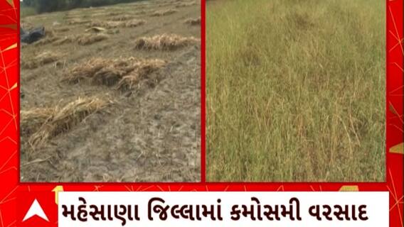 Mehsana News : ભર ઉનાળે વરસાદ તૂટી પડતા ખેતી પાકોનું થઈ ગયું સત્યાનાશ