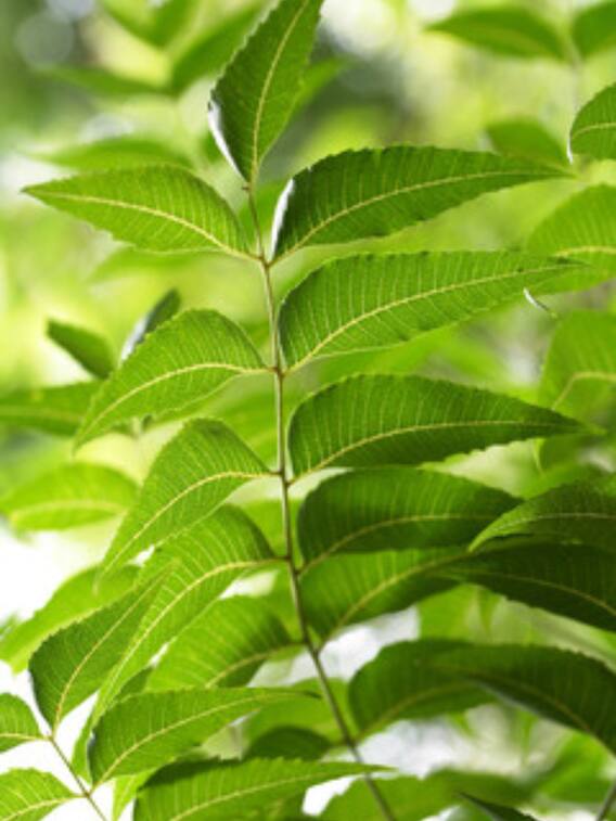 कई बीमारियों में कारगर हैं इन 7 पौधों की पत्तियां