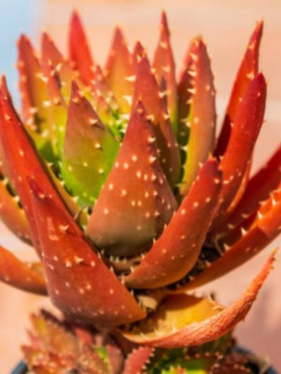 लाल रंग का एलोवेरा होता है इतना फायदेमंद