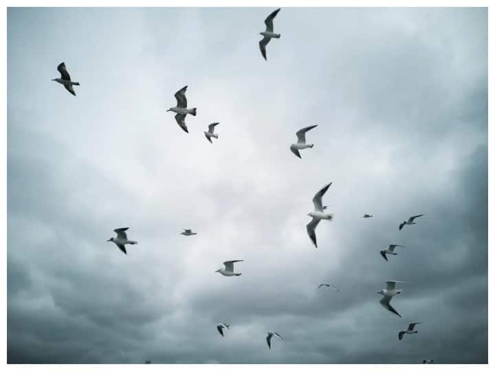 Reason behind bird's white poop: क्यों होती है चिड़िया की बीट सफेद? जानिए क्या है इसके पीछे की साइंस know the reason behind bird white poop it can depict health problem Reason behind bird's white poop: क्यों होती है चिड़िया की बीट सफेद? जानिए क्या है इसके पीछे की साइंस