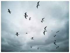 क्यों होती है चिड़िया की बीट सफेद? जानिए क्या है इसके पीछे की साइंस