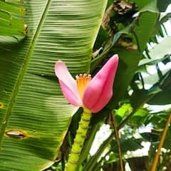 केले से भी ज्यादा फायदेमंद है इसका फूल...हम बता रहे हैं इसको खाने के फायदे