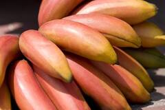 Red Banana : पिवळ्या आणि हिरव्या केळ्यांपेक्षा 'लाल केळी' आरोग्यासाठी जास्त फायदेशीर