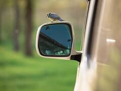 महीने भर में बन जायेंगे लखपति! चिड़िया भगाने के दिन के 20 हजार देती है ये कंपनी, पढ़िए क्या है वजह