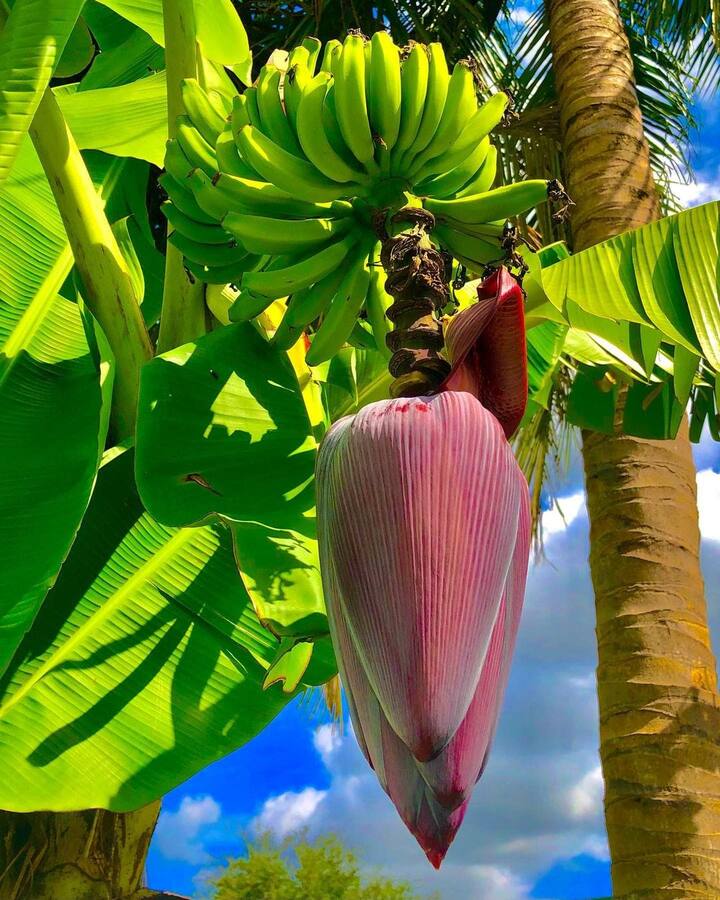 केले के फूल से दिल को भी स्वस्थ रखा जा सकता है.केले के फूल में कार्डियो प्रोटेक्टिव इफेक्ट होता है. इसके अलावा ये बीपी को भी कंट्रोल में रखता है तो ओवरऑल यह दिल के लिए फायदेमंद है.