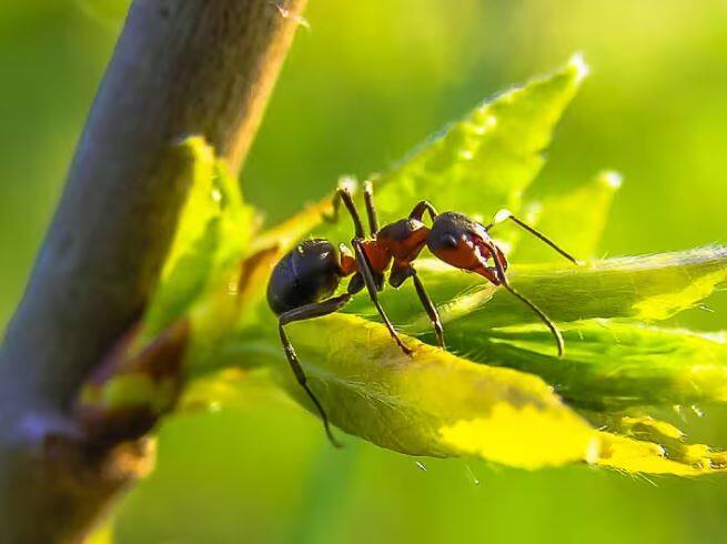 ants also give milk which is consumed by adult ants and larvae says research Ant Facts: ਕੀ ਤੁਸੀਂ ਜਾਣਦੇ ਹੋ ਕਿ ਕੀੜੀਆਂ ਵੀ ਦੁੱਧ ਦਿੰਦੀਆਂ ਹਨ? ਜਾਣੋ ਫਿਰ ਕੀ ਹੁੰਦਾ ਹੈ ਅਤੇ ਕੌਣ ਪੀਂਦਾ ਹੈ