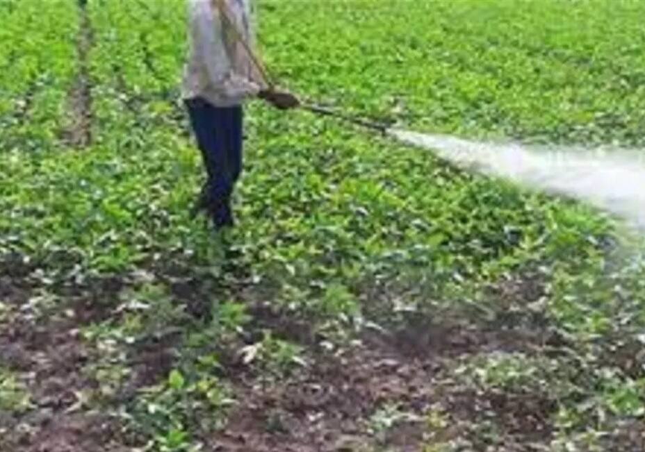 Farmers : Farmers Giving Alcohol to Crops, Knowing the Reason will boggle your Mind Farmer : અહીં ખેડૂતો કેમ ખેતરમાં છાંટે છે દારૂ? કારણ જાણી મગજ ઘુમરી ખાઈ જશે