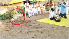 Viral Video | Deer Dances To Hari Nama Ahmednagar Maharashtra: వైరల్ అవుతున్న వీడియో