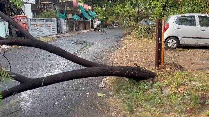 जागोजागी झाडं उन्मळून पडल्याने वाहन चालकांनाही त्रास सहन करावा लागत आहे.