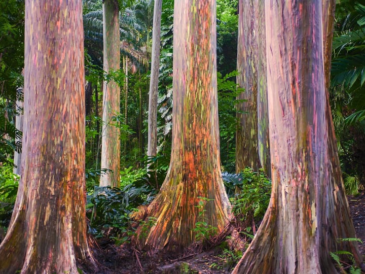 What is rainbow eucalyptus tree it looks like a painting and with the colours of a rainbow ये कैसा पेड़ है भई! जिसे देखकर लगता है जैसे कोई पेंटिंग हो... कौन-सा है ये अनोखा पेड़?