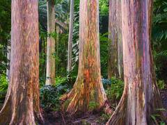 ये कैसा पेड़ है भई! जिसे देखकर लगता है जैसे कोई पेंटिंग हो... कौन-सा है ये अनोखा पेड़?